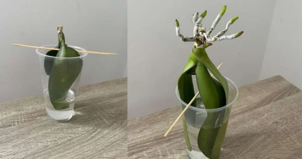 Orchidee, come coltivarle senza radici in acqua: si riprenderanno subito