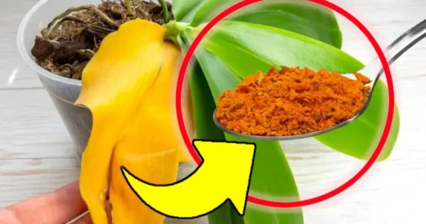 Orchidee con foglie gialle e marce, non buttatele via: questo è il metodo infallibile per riportarle in vita!