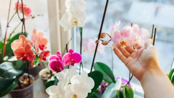 Orchidee: ecco cosa fare per ottenere piante e fiori bellissimi
