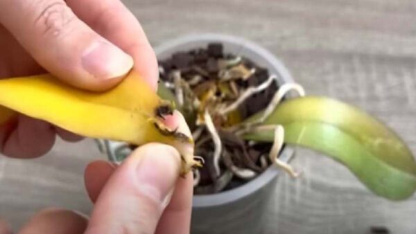Orchidee marce: optate per questa soluzione miracolosa che le salverà in extremis!