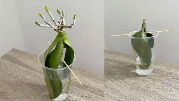 Orchidee: è possibile coltivarle in acqua senza radici?