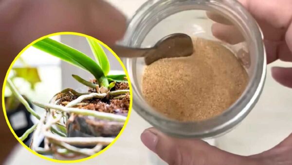 Orchidee: questa polvere magica fa esplodere la crescita di foglie e radici!