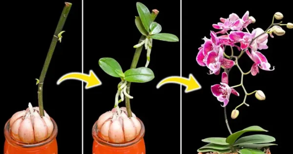 Orchidee rivitalizzanti: un pizzico di aglio per una crescita vigorosa