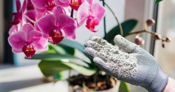 Orchidee sane, con questo rimedio naturale dureranno così più di 10 anni