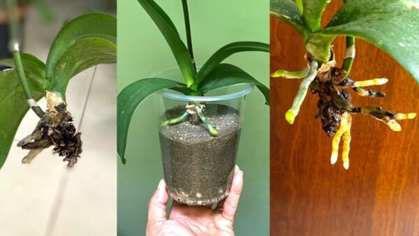 Orchidee senza radici Il segreto per riportarle in vita 