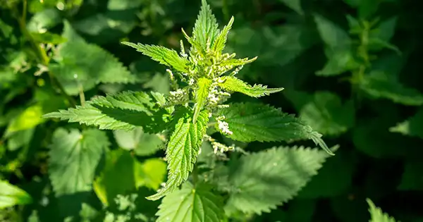 Ortica (Urtica dioica): Il guaritore verde della natura