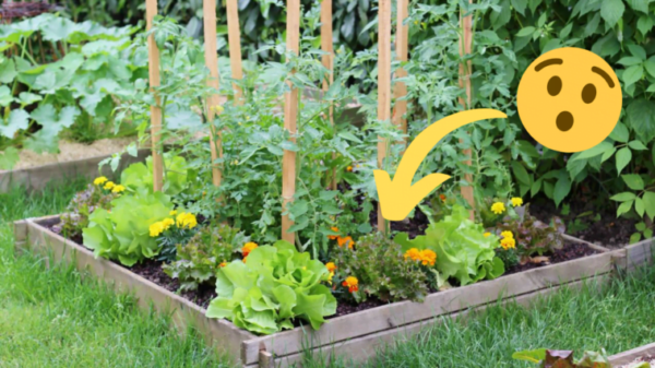 Orto: 7 fiori indispensabili per respingere i parassiti