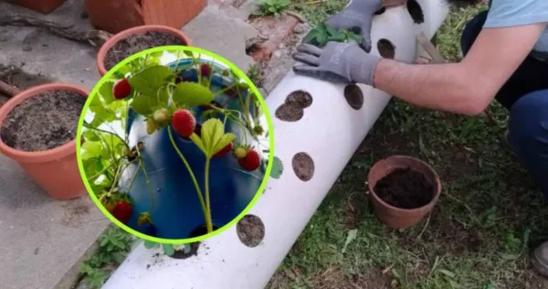 Orto, come coltivare le fragole in tubi: ecco la tecnica semplicissima