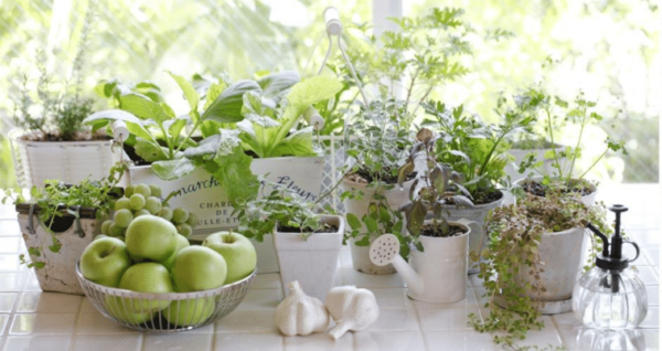 Orto indoor: frutta e verdura facili da coltivare in casa