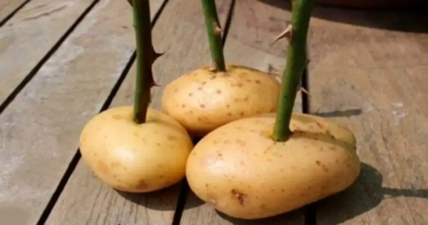Ottieni un cespuglio di rose da un gambo di rosa e da una patata.