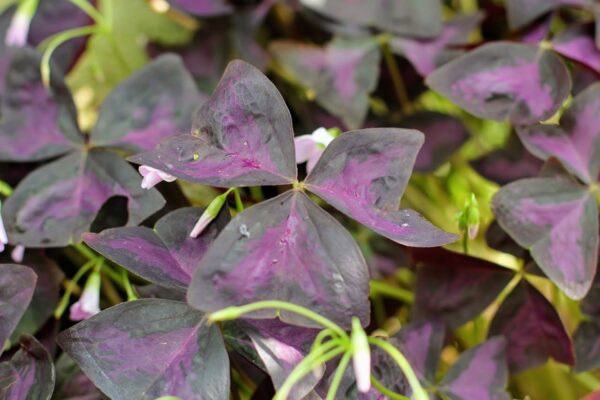 Oxalis (Pianta della felicità): Motivo per cui questa bellissima pianta da interno dovrebbe essere in ogni casa!