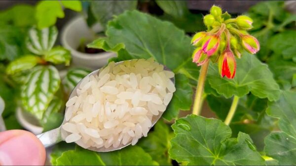 PREPARA 1 CUCCHIAIO DI QUESTO E OGNI FIORE CHE HAI IN GIARDINO PRENDERÀ VITA ALL’ISTANTE