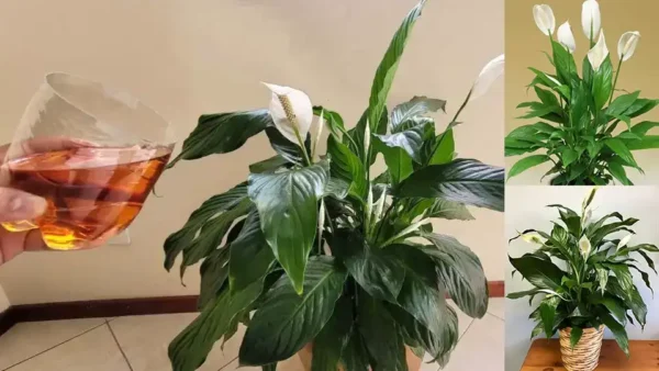 Peace Lily, questo liquido vale oro: farà fiorire tante foglie verdi e sane