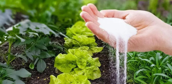 Per avere un raccolto abbondante, un amico giardiniere mi ha regalato questo trucchetto da applicare all’inizio di marzo