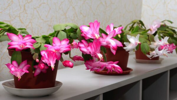 Per far fiorire abbondantemente il vostro cactus quaresimale, non fate MAI così: tutti quelli che hanno una casa devono saperlo!