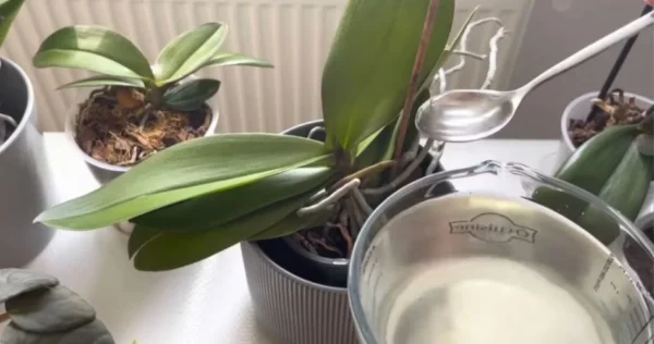 Per le orchidee è sufficiente 1 cucchiaio e la fioritura è continua: un fertilizzante molto efficace.