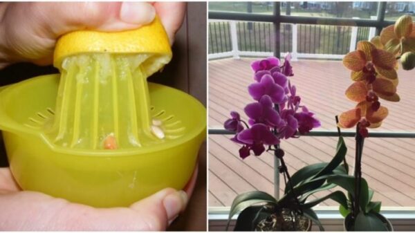 Perché alle orchidee piace il succo di limone: Un solo cucchiaio incoraggia la crescita, la fioritura e protegge da funghi e parassiti.