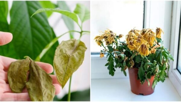 Perché i fiori del supermercato muoiono poco dopo essere stati portati a casa: le cause sono banali, ma facilmente prevenibili