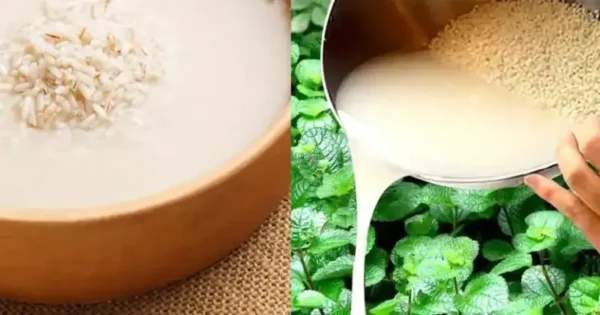 Perché è importante versare l’acqua di cottura del riso sulle piante