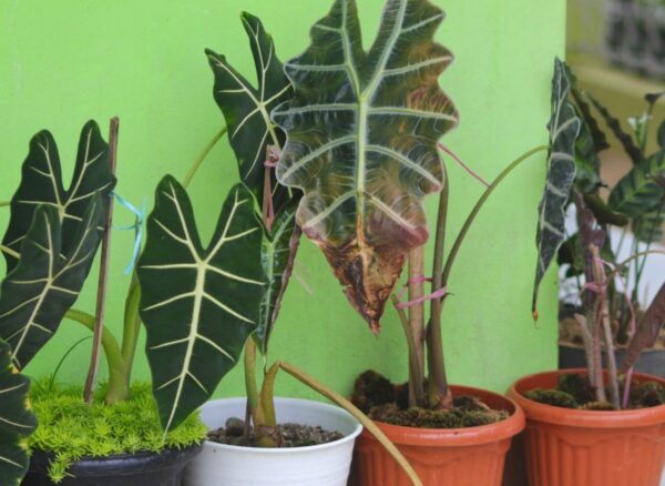 Perché le foglie dell’alocasia ingialliscono e cadono? È così che la mantieni in vita