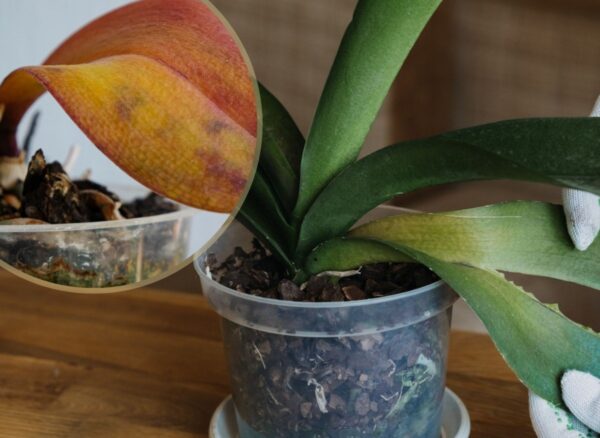 Perché le foglie delle orchidee diventano gialle? In che modo la luce e lo stress influiscono sulle orchidee?