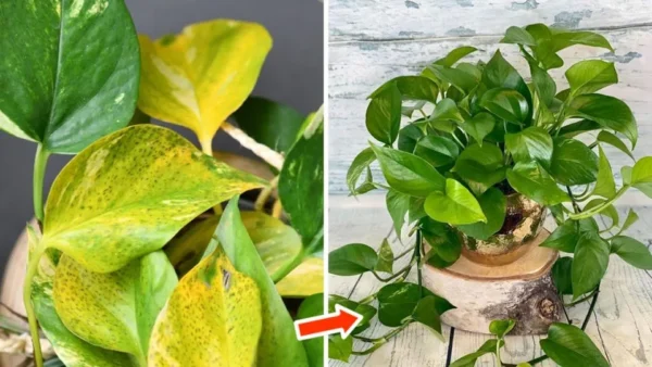 Perché le foglie delle piante ingialliscono e cosa fare per recuperarle?