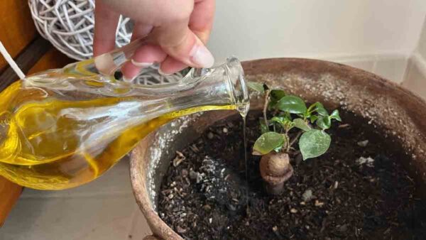 Perché le persone iniziano a versare olio d’oliva sulle piante? Il motivo è sorprendente!