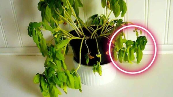 Perché le piante di basilico si seccano in casa? Il motivo è stato finalmente svelato!