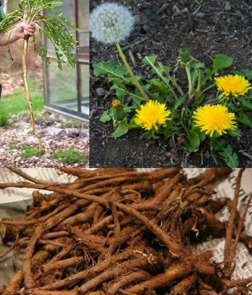 Perché le radici del dente di leone sono la parte più importante della pianta