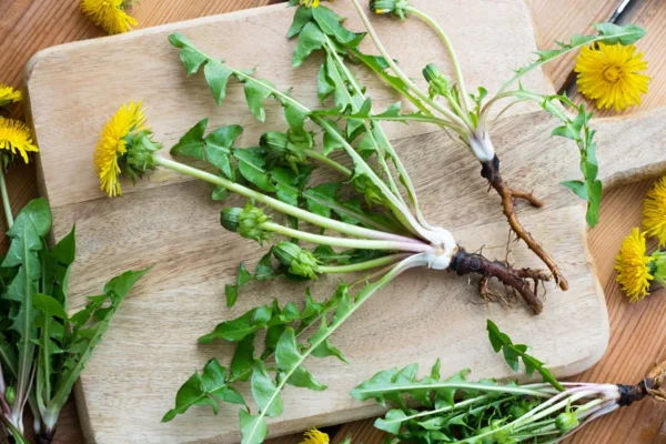 Perché le radici del dente di leone sono la parte più importante della pianta