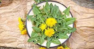 Perché le radici del dente di leone sono la parte più importante della pianta