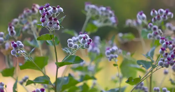 Perché le radici di bardana sono la parte più importante della pianta