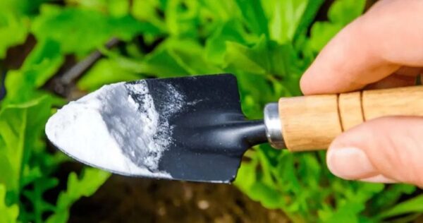 Perché mettere il bicarbonato di sodio sulle piante di pomodoro?