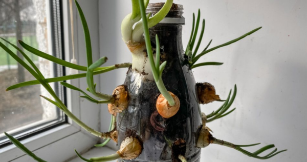 Perchè scegliere un vaso in terracotta?