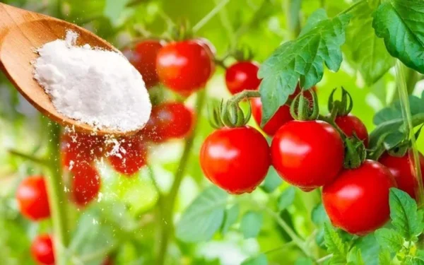 Perché spruzzare le piante di pomodoro con il bicarbonato di sodio? Il trucco dei giardinieri esperti