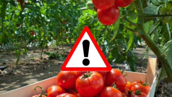 Pesticidi nei pomodori, attenzione a questa varietà pericolosa: statene lontani