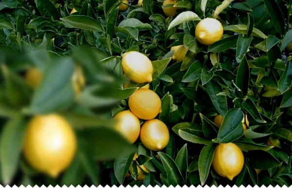 Piantare un albero di limoni in questo modo è una tecnica innovativa per raccogliere molti frutti!