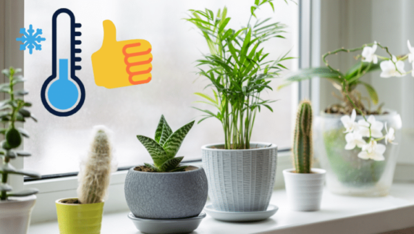 Piante: 5 errori da non fare se volete che superino l’inverno