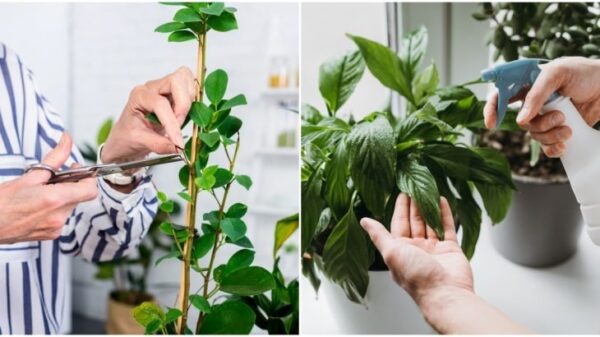 Piante d’appartamento che sono la scelta perfetta per i coltivatori principianti. Prendersi cura di loro è facile, anche i bambini possono farcela con l’aiuto