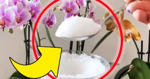 Piante rigogliose e vigorose: Basta aggiungere un pizzico di questo ingrediente al terreno | Mai avuto un fiore così bello!