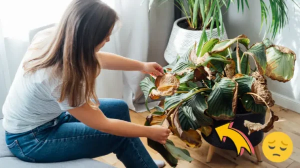 Piante secche: 5 consigli per salvarle