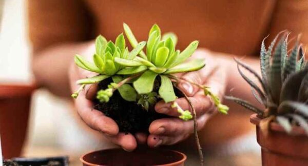 Piante succulente, come propagarle con una sola foglia: anche un vivaista sogna di ottenere tali risultati.