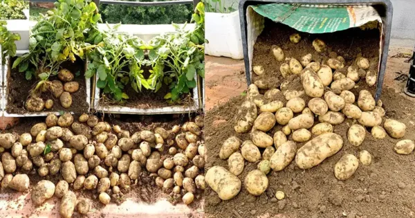 Piccolo spazio, grandi patate: Patate coltivate in casa per tutti
