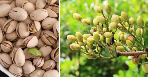 Pistacchi coltivati in vaso: il metodo più facile per farlo a casa