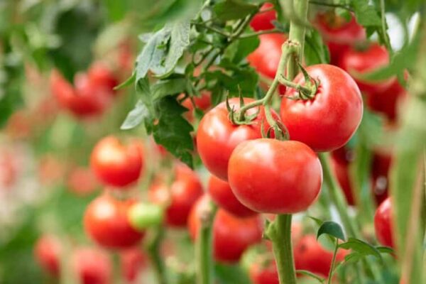 Pomodori: 9 ortaggi da non piantare mai accanto a loro