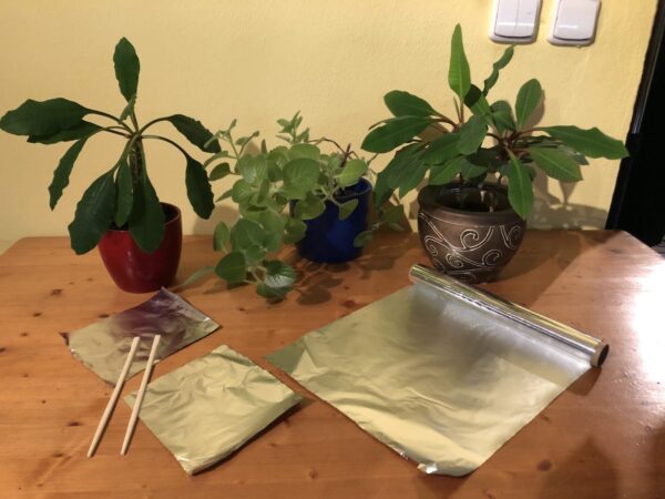 Posizionate il foglio di alluminio nel vaso. Le piante inizieranno a crescere rapidamente