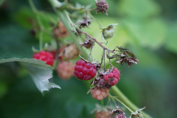 Potatura del lampone prima dell’inverno. Come e quando farlo, quali lamponi non vanno tagliati?