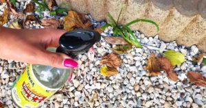 Potente erbicida: 11 consigli per sbarazzarsi delle erbacce