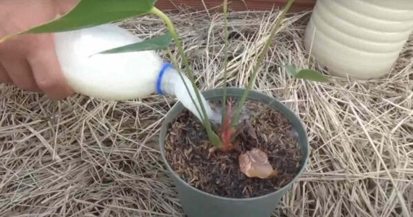 Potente fertilizzante fatto in casa, con 2 ingredienti per ravvivare ogni singola pianta