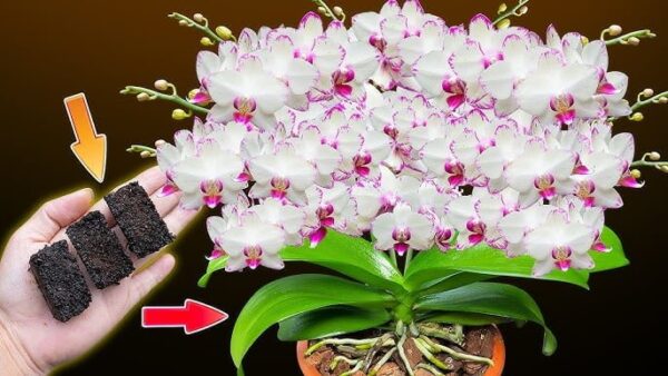 Potenziate la fioritura delle orchidee: La magia del fertilizzante a base di guscio d’uovo